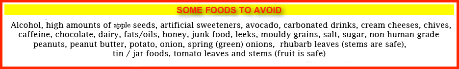 SOME FOODS TO AVOID
Alcohol, high amounts of apple seeds, artificial sweeteners, avocado, blue cheese, carbonated drinks, cream cheese, chives, caffeine, chocolate, dairy, fat/oil, honey, junk food, Leeks, mouldy grains, leeks, salt, sugar, non human grade peanuts, peanut butter, potato, onion, spring onion, rhubarb leaves (stems are safe), tin/jar food, tomato leaves & stems (fruit is safe)